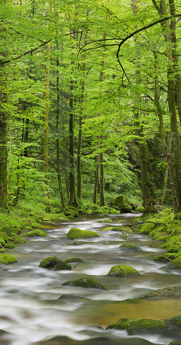 Stream, Grobbach, Geroldsau, Black Forest, Baden-Baden, Baden-Wuerttemberg, Germany