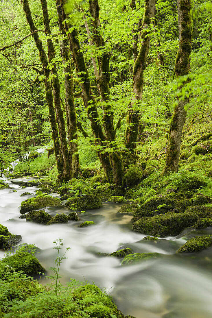 River, Le Dessoubre, Cirque de la Consolation, Doubs, France