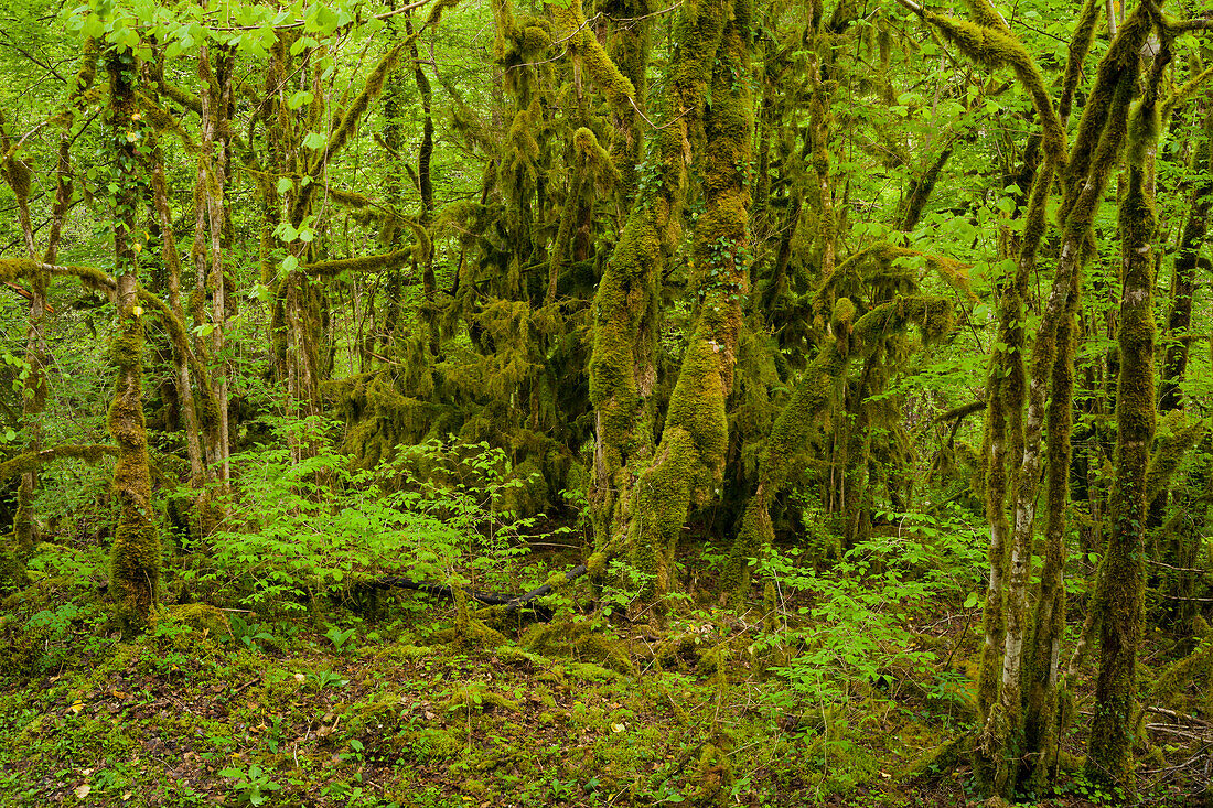 moosbedeckter Wald, Flumen Tal, Saint-Claude, Jura, Frankreich