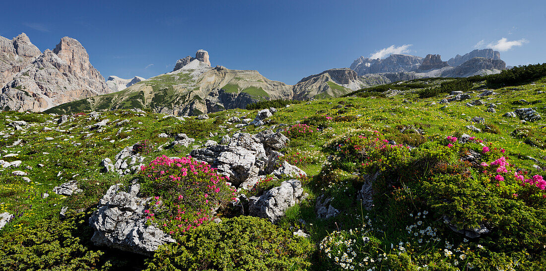 Schwalbenkofel, Almenrausch, Langalm, Südtirol, Dolomiten, Italien