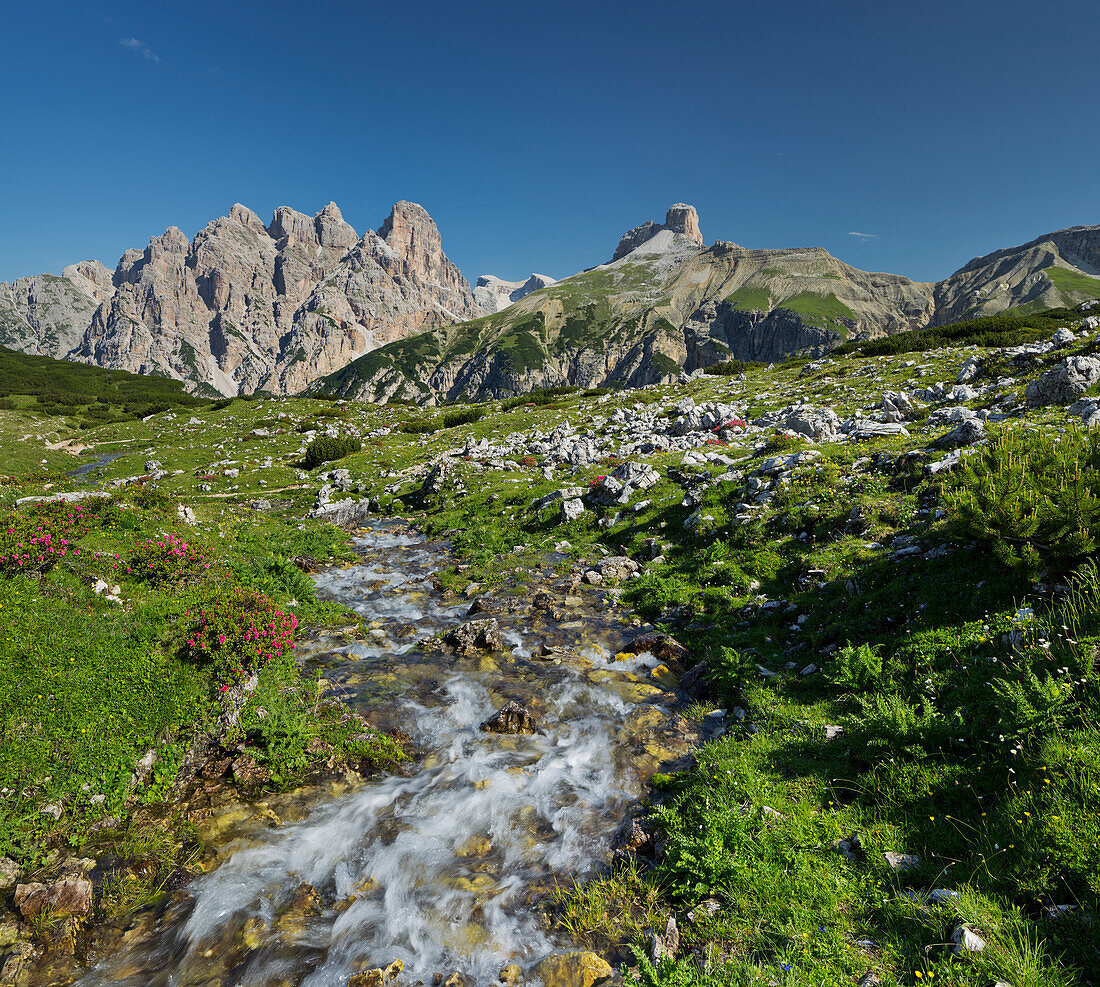 Rautkofel, Schwalbenkofel, Langalm, Almenrausch, Südtirol, Dolomiten, Italien