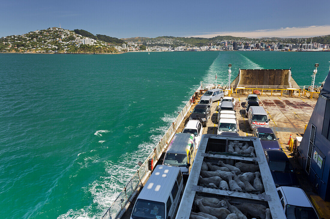 Ferry with cars and sheep, Cook Strait, Wellington, North Island, New Zealand