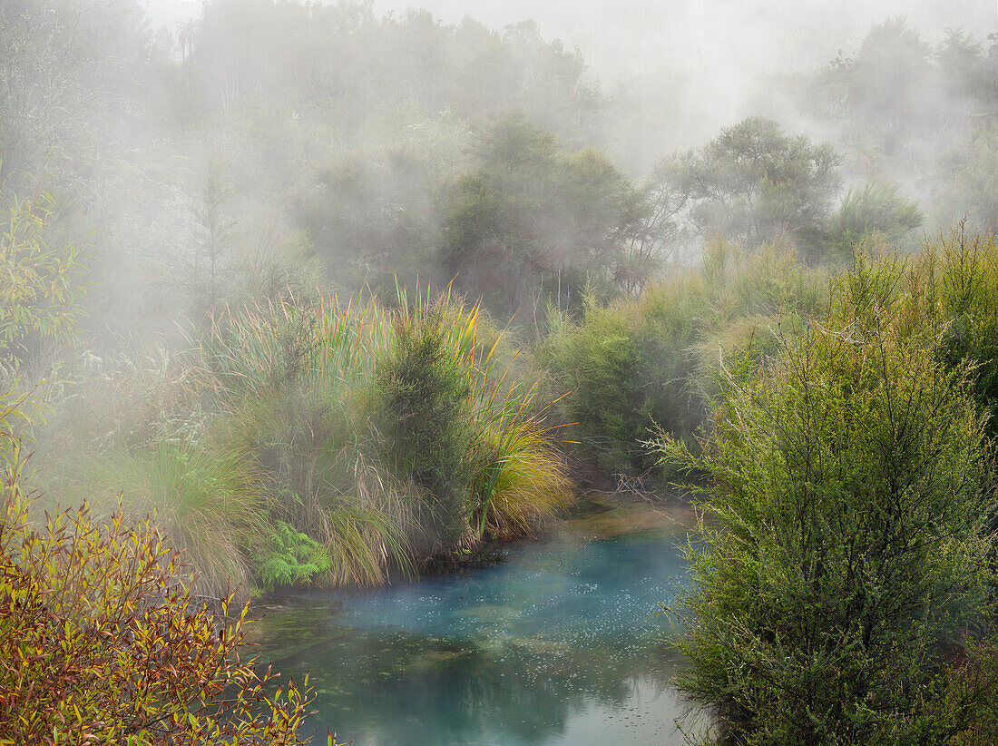 Hot springs, Waimangu Volcanic Valley, Rotorua, Bay of Plenty, North Island, New Zealand