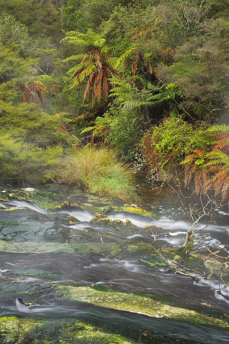 Hot Springs, Waimangu Volcanic Valley, Rotorua, Bay of Plenty, North Island, New Zealand