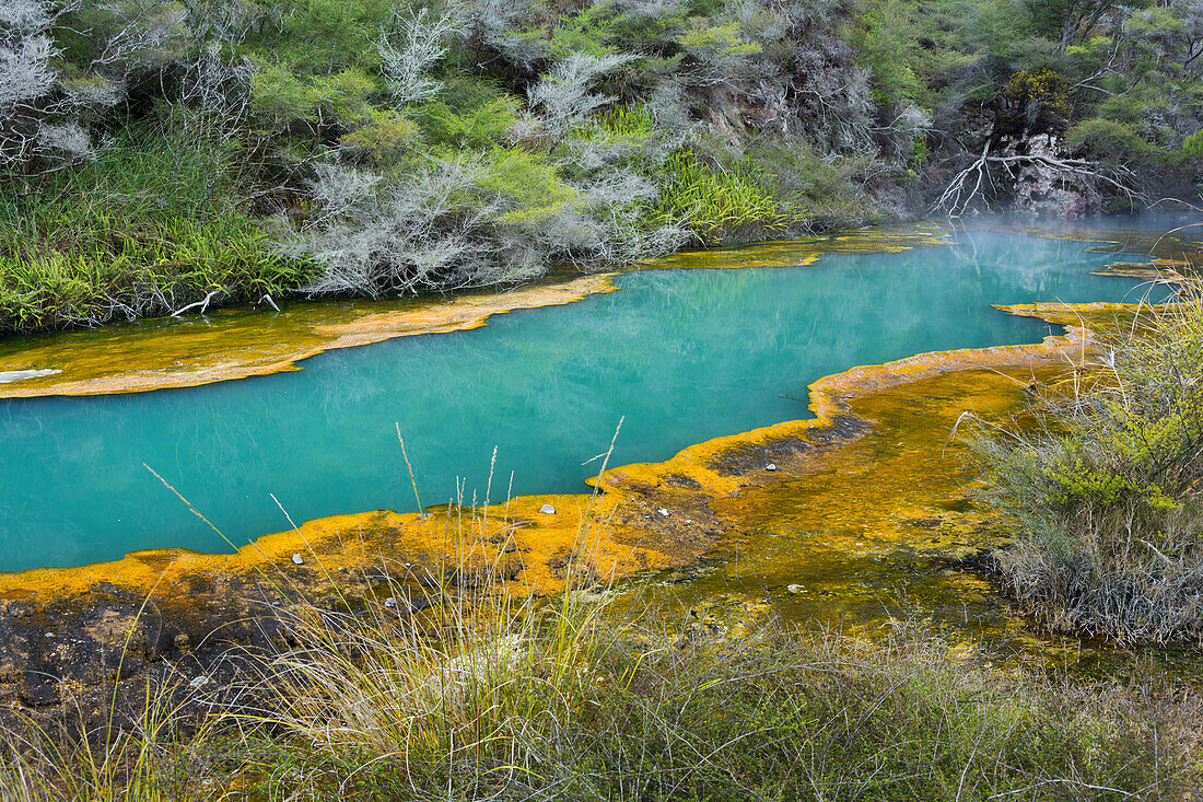 heiße Quellen, Waimangu Volcanic Valley, Rotorua, Bay of Plenty, Nordinsel, Neuseeland