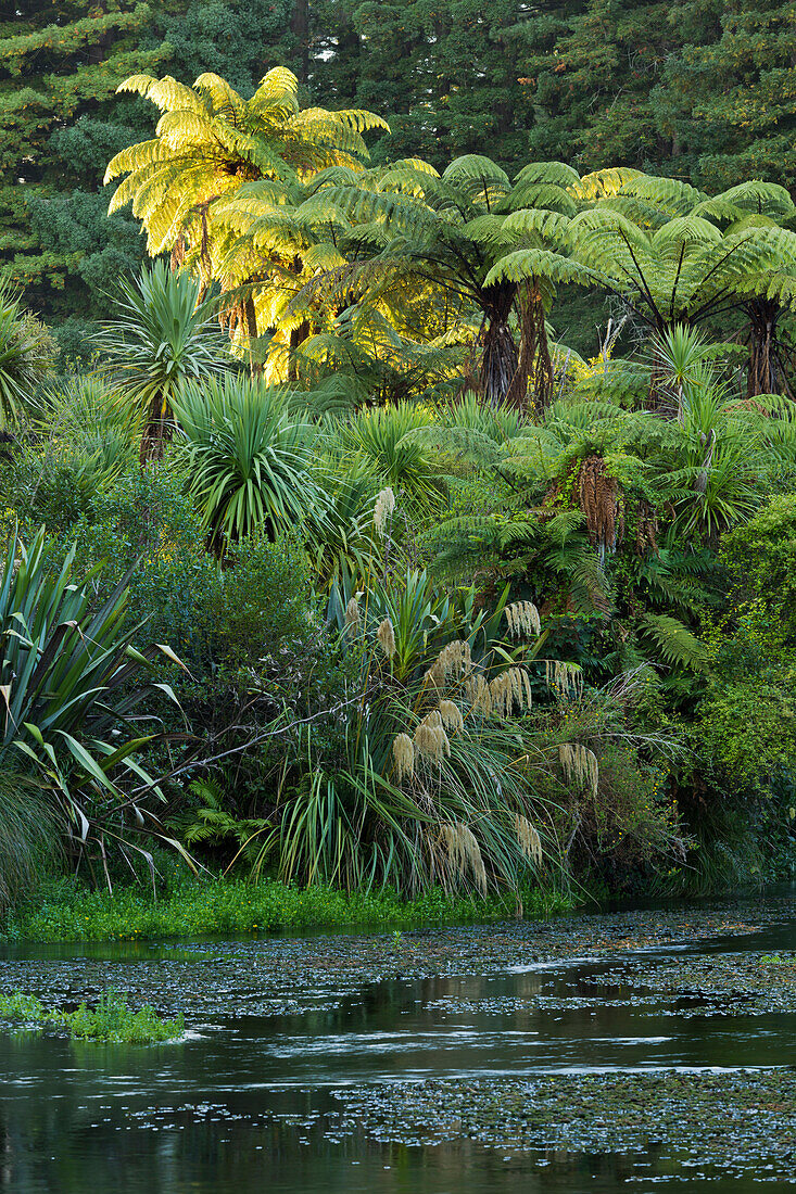 Baumfarne, Hamurana Springs, Rotorua, Bay of Plenty, Nordinsel, Neuseeland