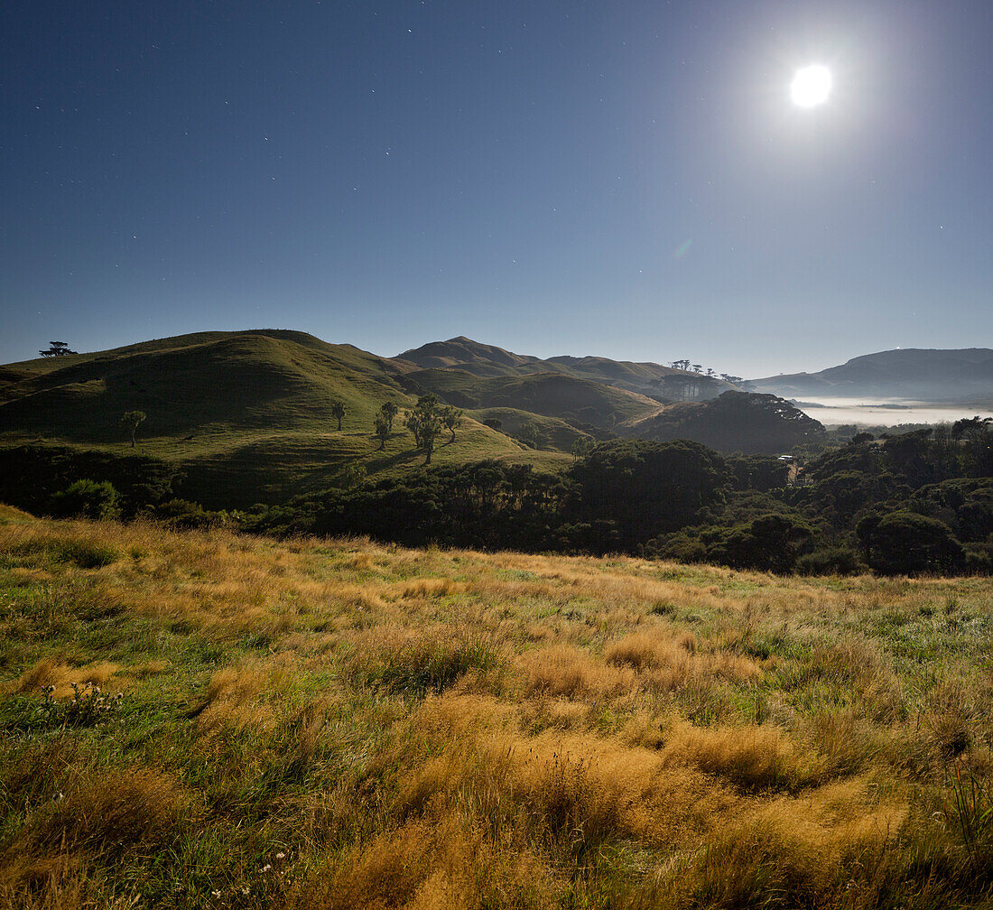 Mondlicht, Schafweide, Wharariki, Tasman, Südinsel, Neuseeland