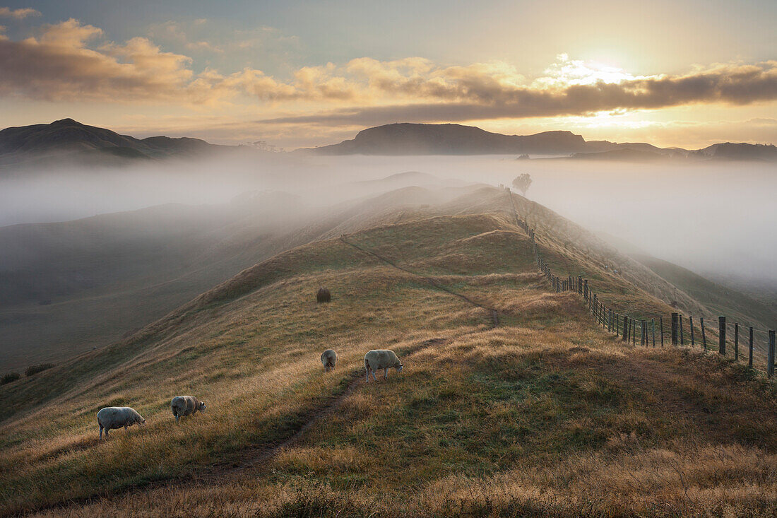 Morging light over meadow, Wharariki, Tasman, South Island, New Zealand