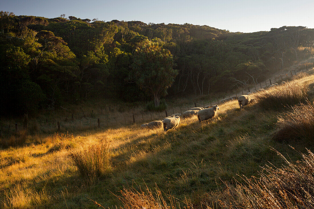 Woods behind meadow, Wharariki, Tasman, South Island, New Zealand