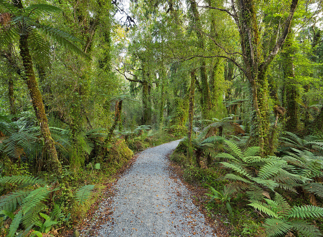 Trail through rain forest, Ship Creek, West Coast, South Island, New Zealand