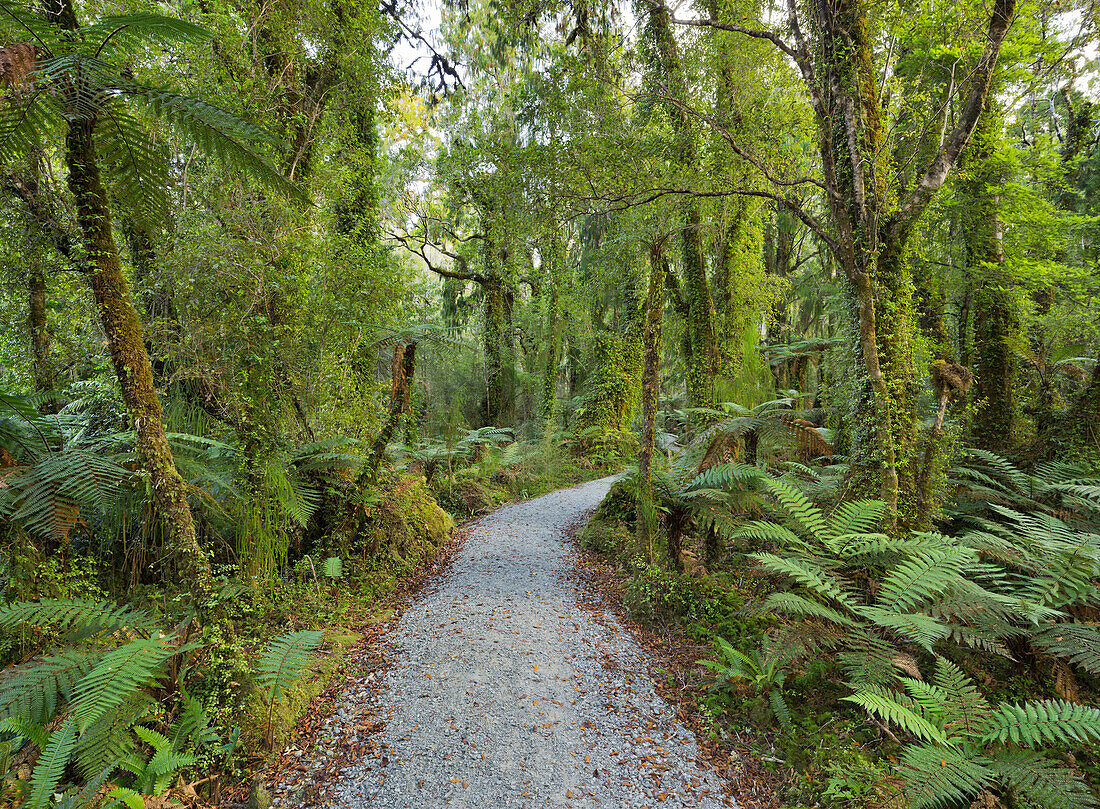 Weg durch den Regenwald, Ship Creek, West Coast, Südinsel, Neuseeland