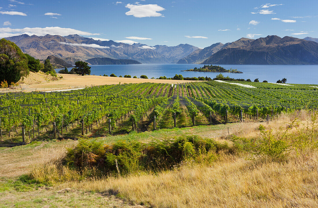 Rippon Weinberge, Ruby Island, Lake Wanaka, Otago, Südinsel, Neuseeland