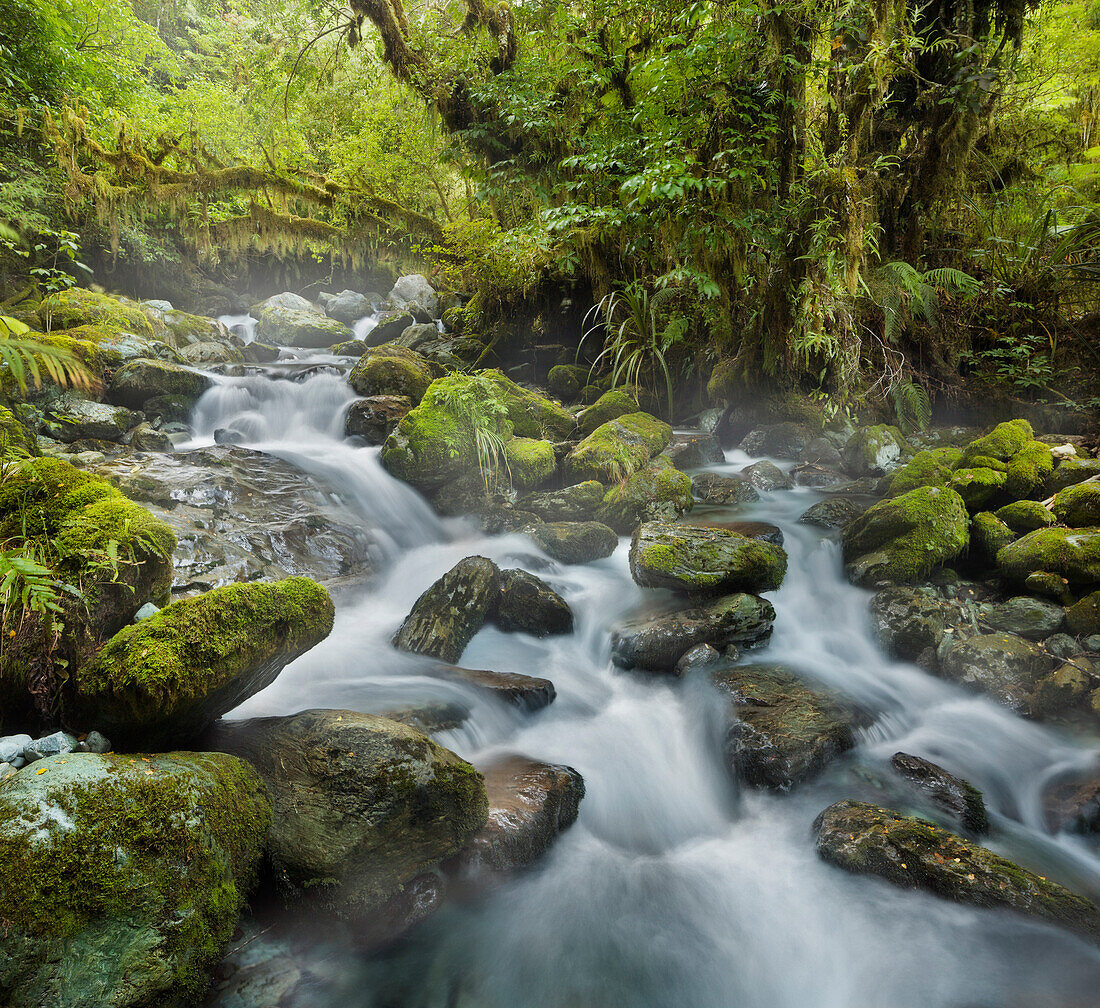 Forest creek, stream, Fiordland National Park, Southland, South Island, New Zealand