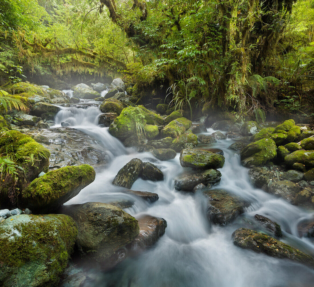 Wald, Creek, Bach, Fiordland Nationalpark, Southland, Südinsel, Neuseeland