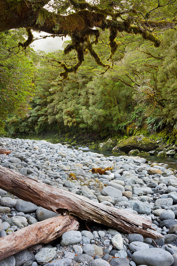 Cleddau River mit Baumstamm, Fiordland Nationalpark, Southland, Südinsel, Neuseeland