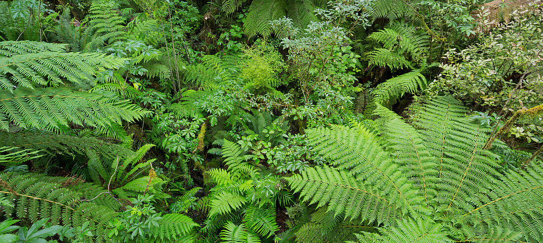 Wald, Farne, Fiordland Nationalpark, Southland, Südinsel, Neuseeland