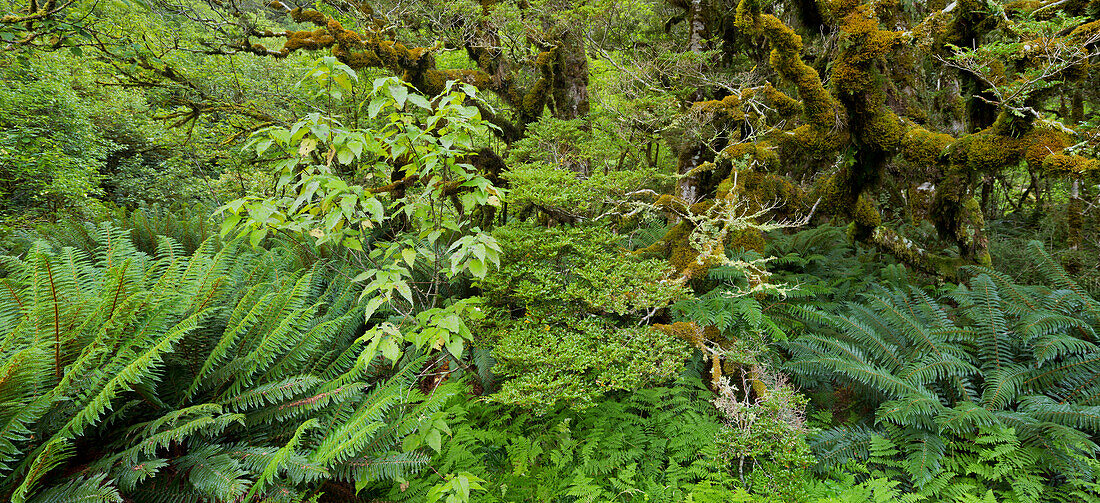 Forest with ferns, Fiordland National Park, Southland, South Island, New Zealand
