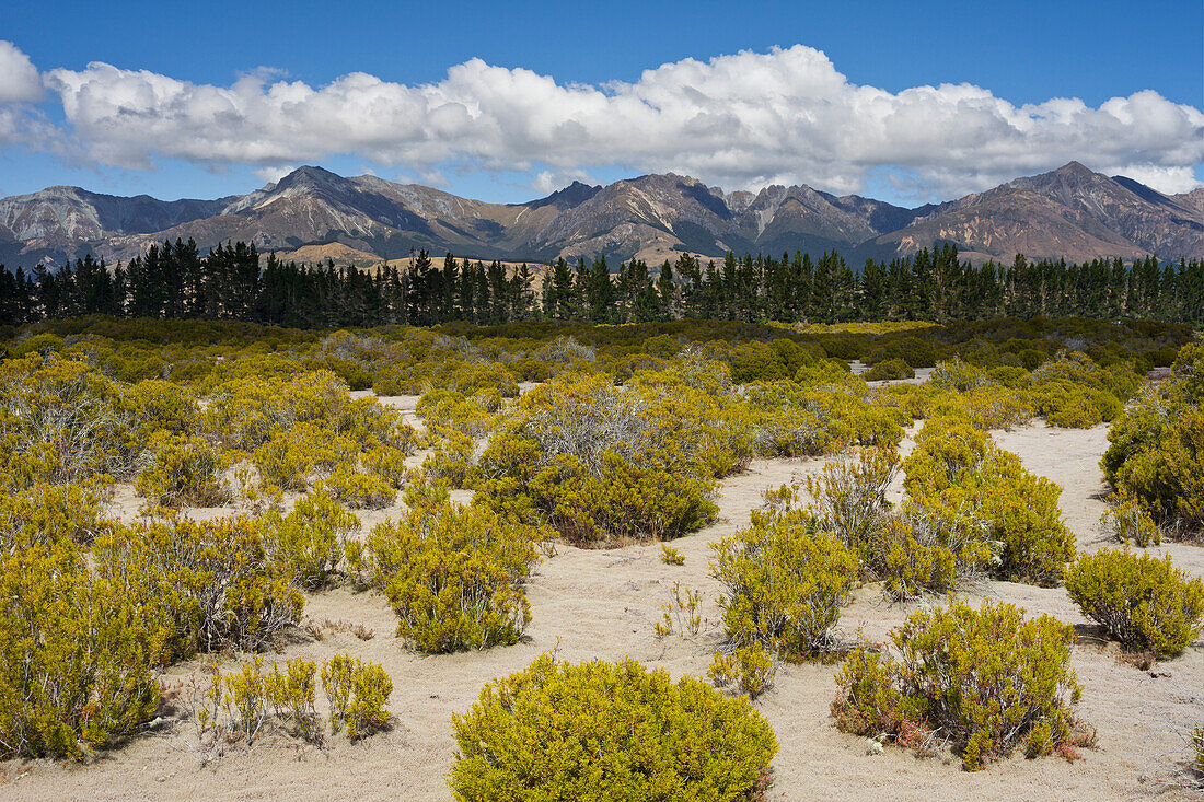 The Key, Wilderness Area Scientific Reserve, Te Anau, Southland, Südinsel, Neuseeland