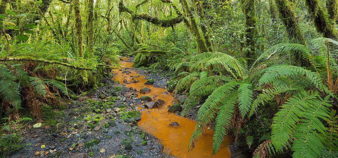 Forest with ferns and stream, Fiordland National park, Southland, South Island, New Zealand