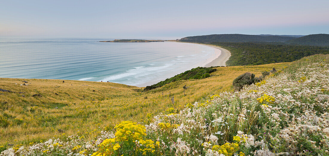 Kuhweide, Tautuku Bay, Sandstrand, Catlins, Otago, Südinsel, Neuseeland