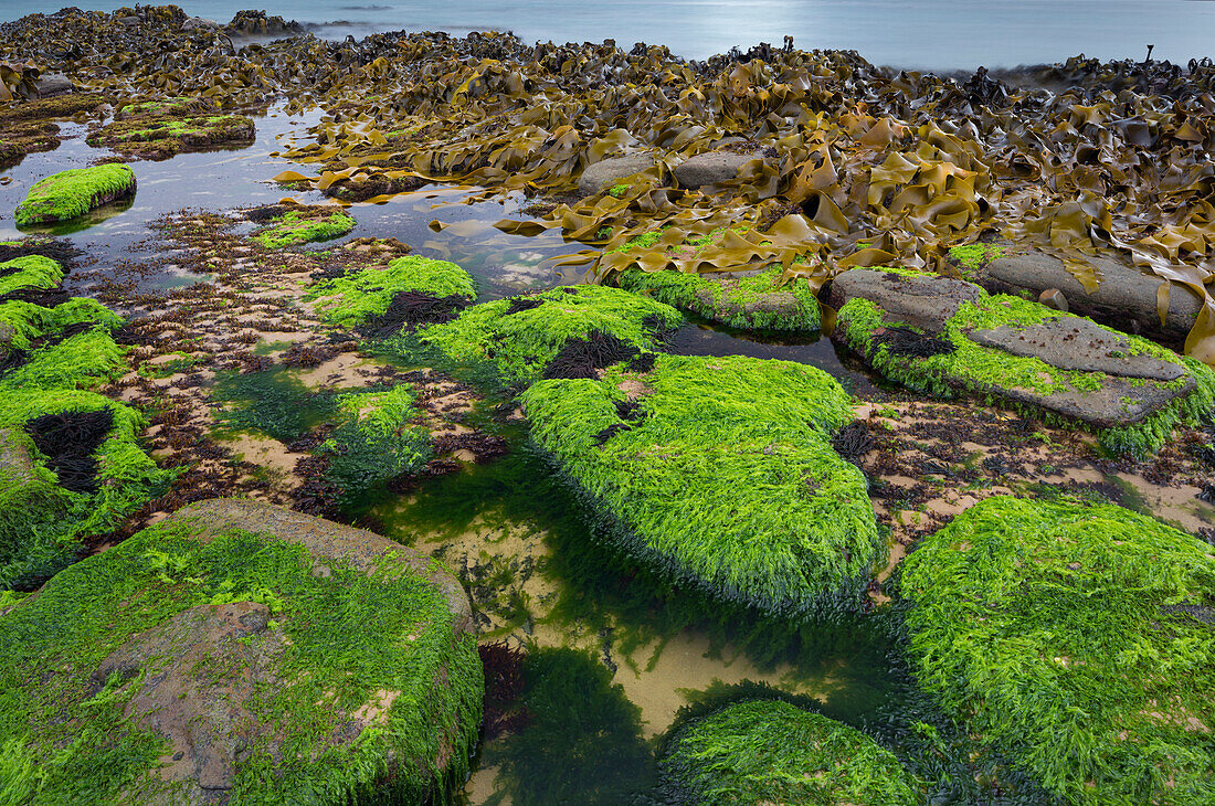 Seaweed on the Waipapa coast, Catlins, Southland, South Island, New Zealand