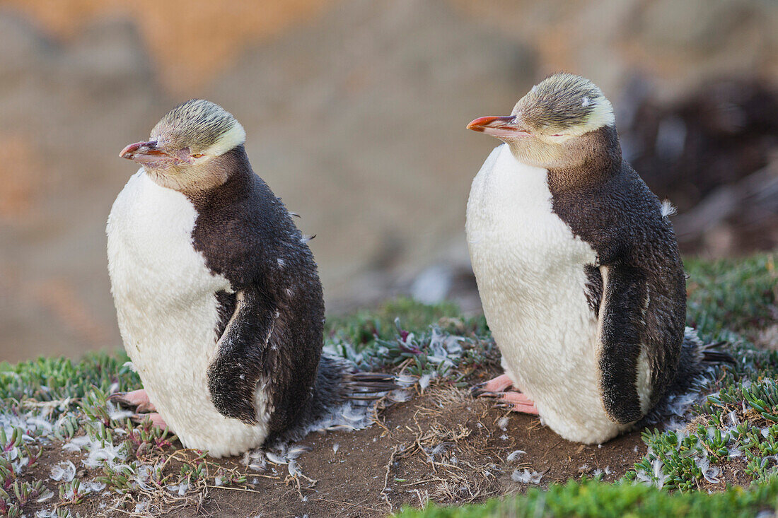 Gelbaugenpinguin (Megadyptes antipodes), Moeraki, Otago, Südinsel, Neuseeland