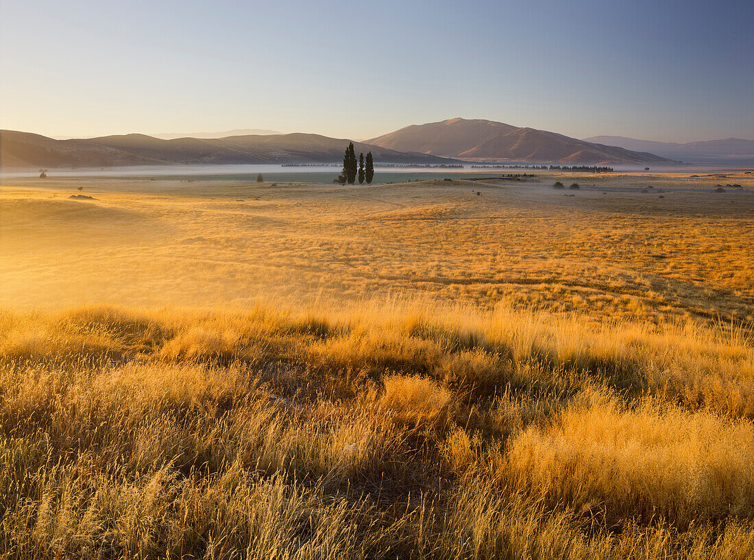 Sunrise over a meadow, Otago, South Island, New Zealand