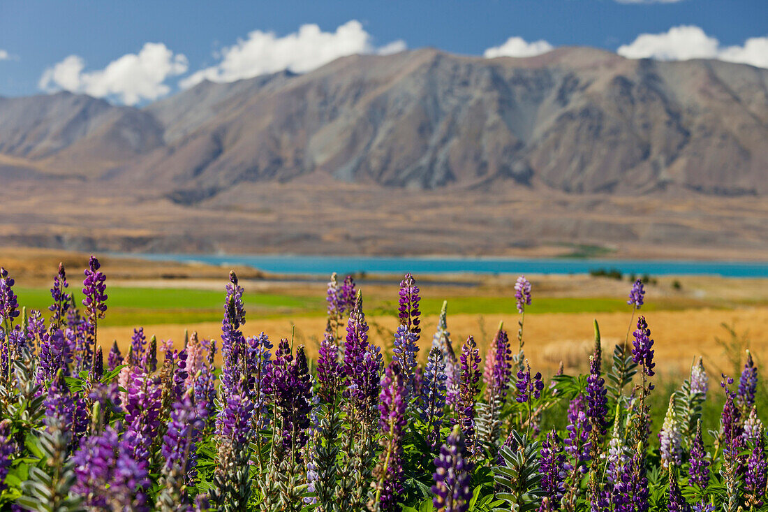 Lake Tekapo, Canterbury, Südinsel, Neuseeland