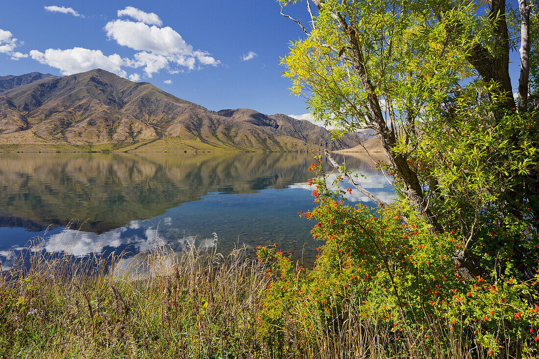 Weiden am Ufer, Lake Benmore, Otago, Südinsel, Neuseeland