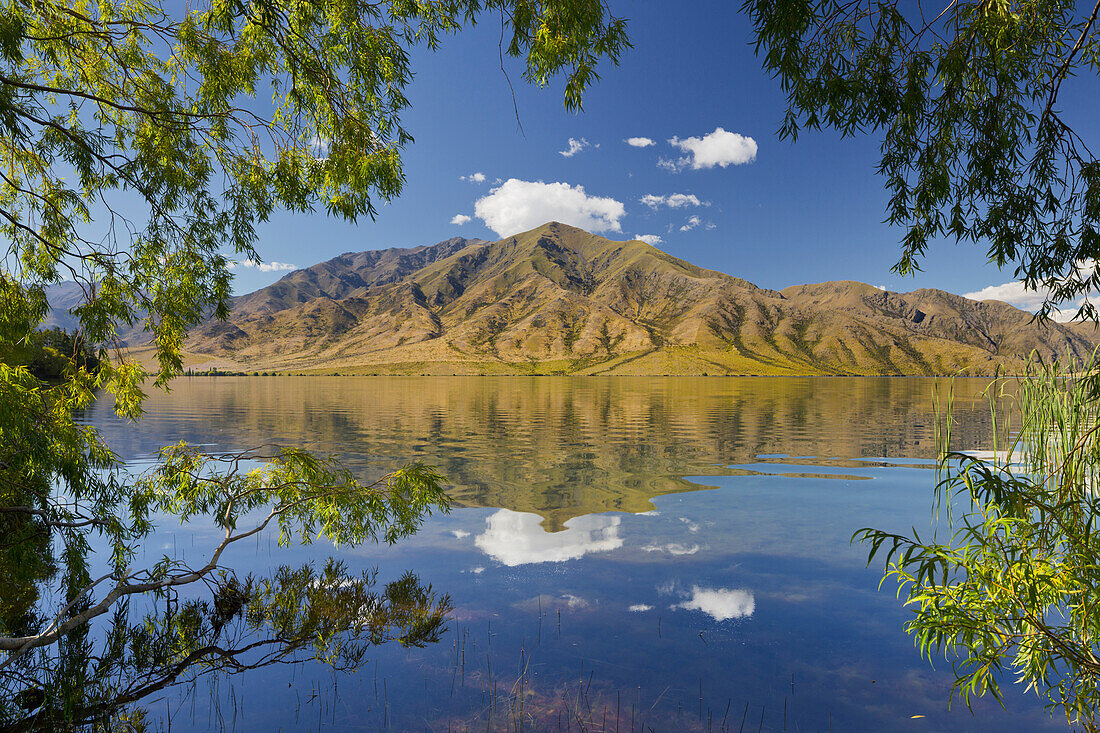 Weiden am Ufer, Lake Benmore, Otago, Südinsel, Neuseeland