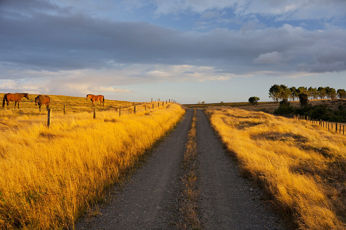 Horses in the evening sun, Dirt track, Manawatu-Wanganui, North Island, New Zealand