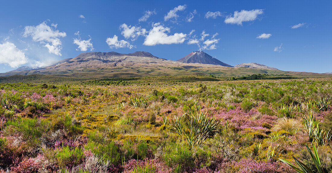 Flowering heather (Ericaceae), Mount Ngauruhoe, Tongariro Nationalpark, Manawatu-Manganui, North Island, New Zealand