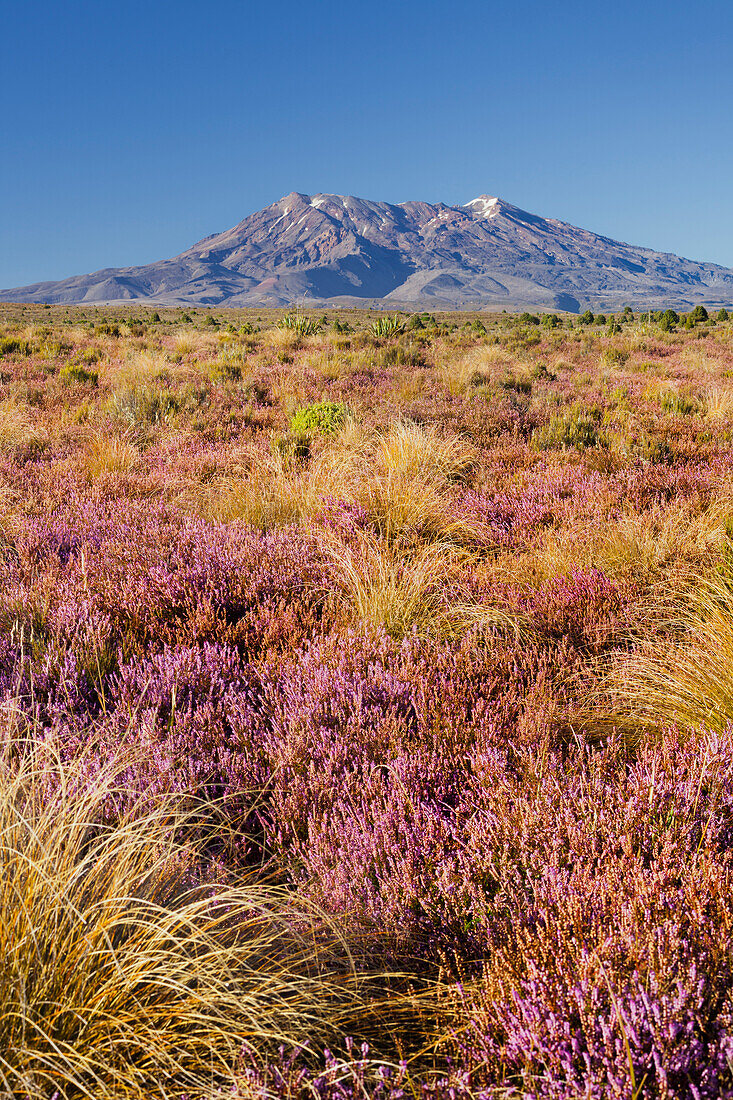 Mount Ngauruhoe, flowering heather (Ericaceae), Tongariro National park, Manawatu-Manganui, North Island, New Zealand