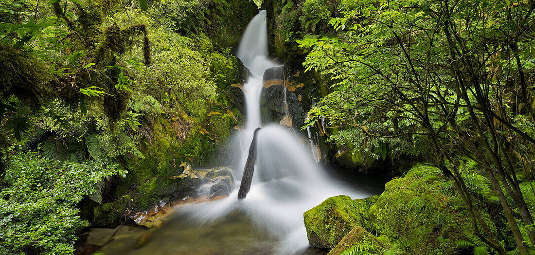 Whirinaki Falls, Whirinaki Forest Park, Bay of Plenty, Nordinsel, Neuseeland