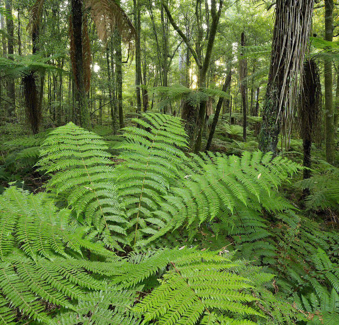 Baumfarne, Whirinaki Forest Park, Bay of Plenty, Nordinsel, Neuseeland