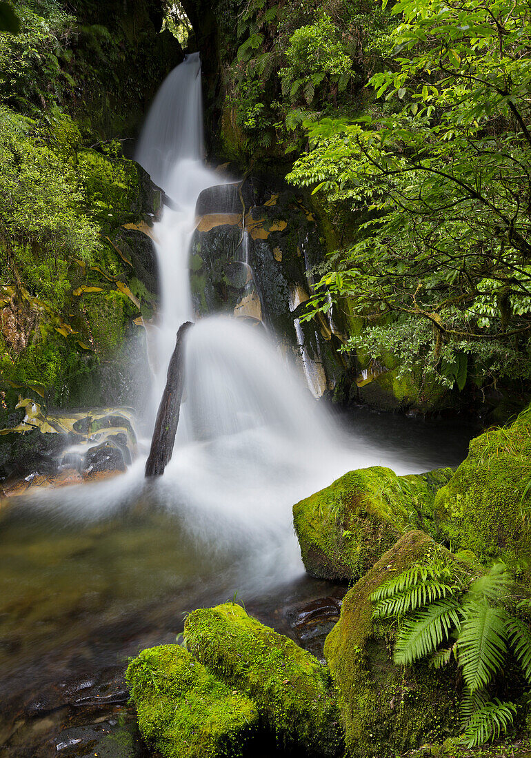 Whirinaki Falls, Whirinaki Forest Park, Bay of Plenty, Nordinsel, Neuseeland