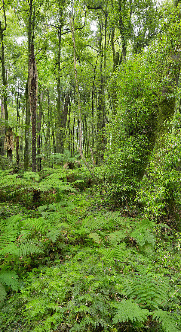 Ferns, Whirinaki Forest Park, Bay of Plenty, North Island, New Zealand