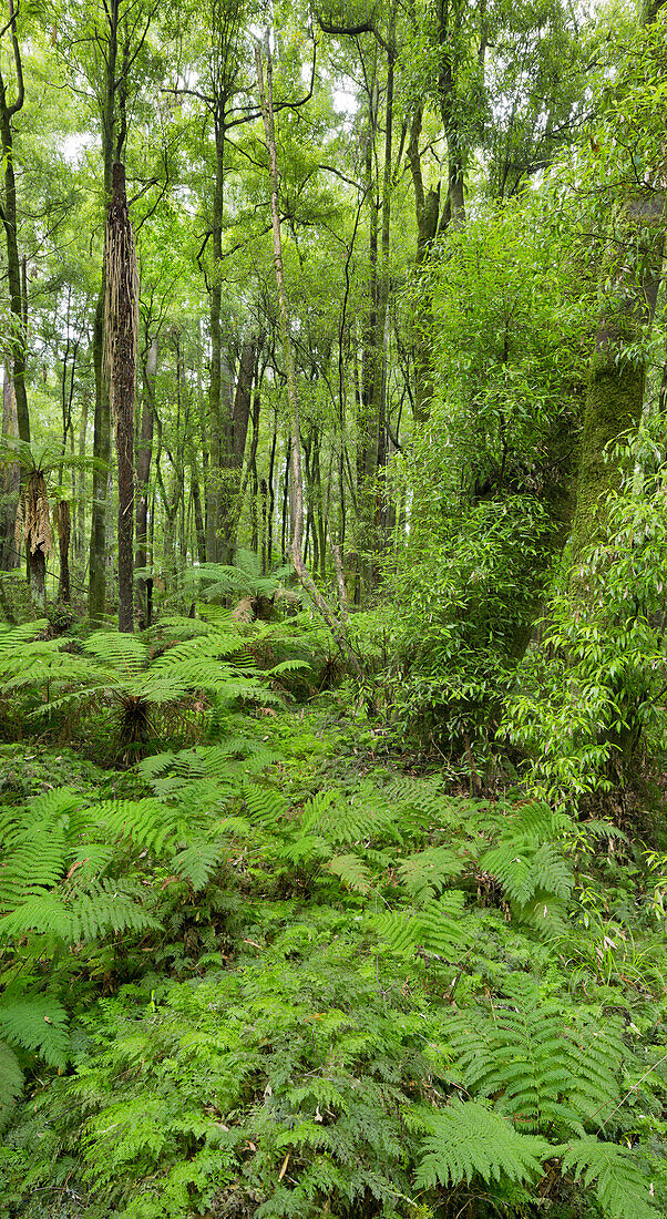 Wald, Whirinaki Forest Park, Bay of Plenty, Nordinsel, Neuseeland