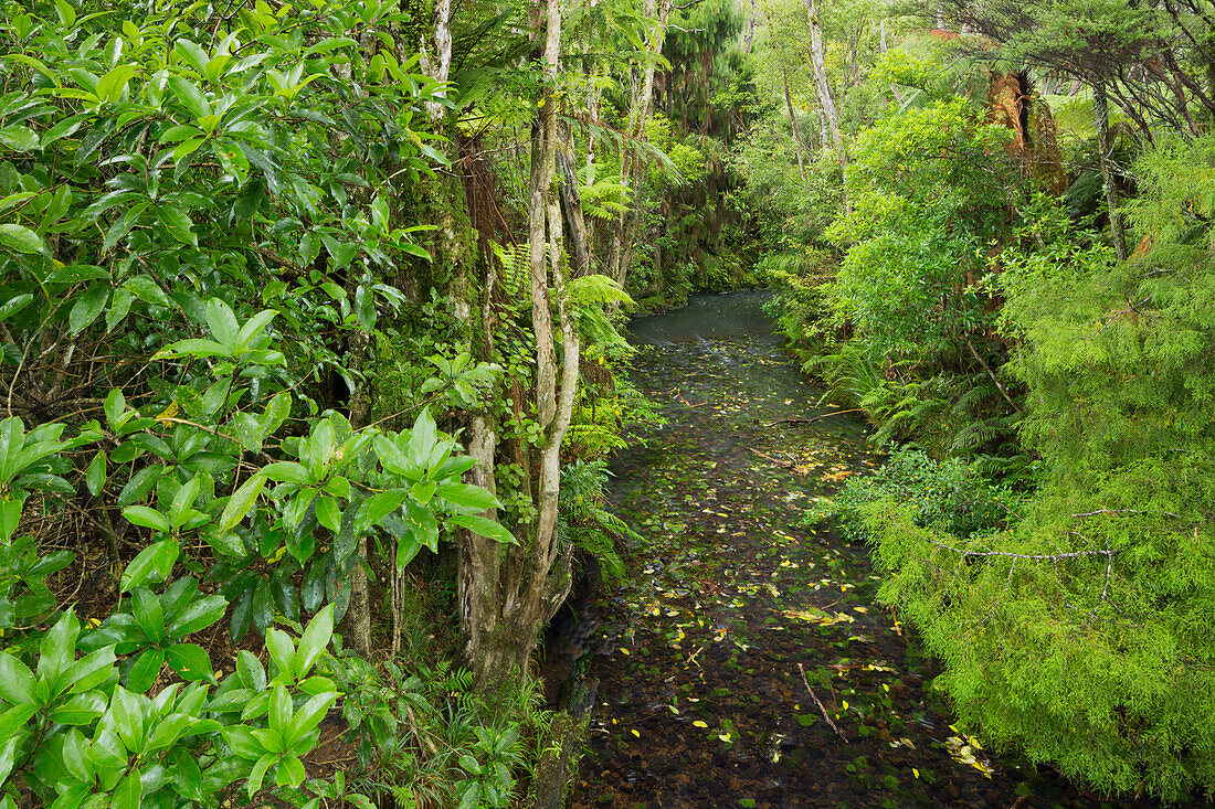 Wald, Auckland Sentennial Park, Piha, Auckland, Nordinsel, Neuseeland