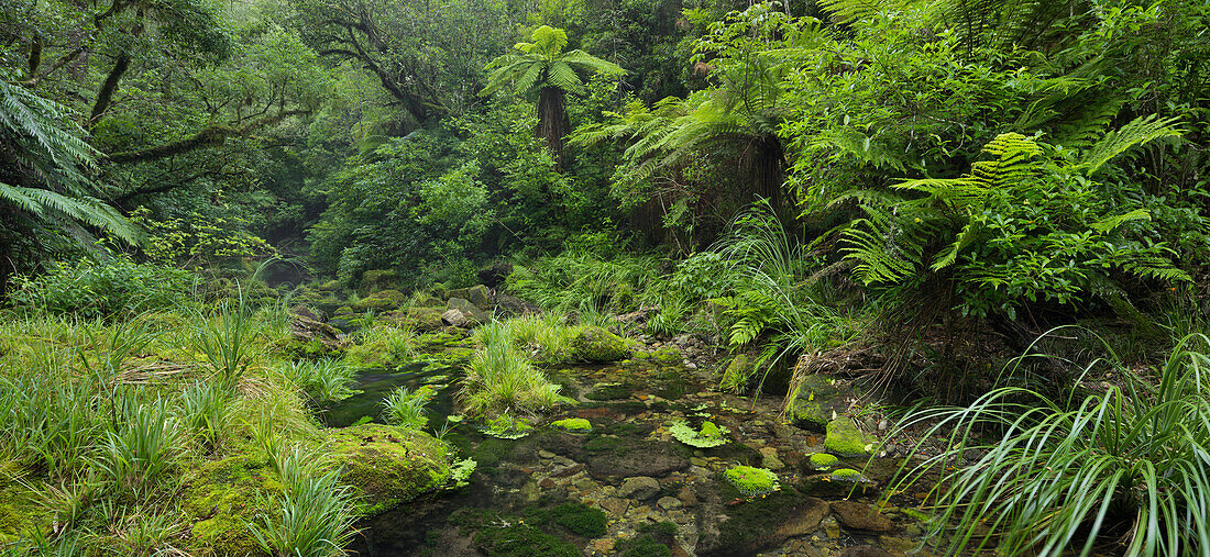 Regenwald, Omanawa Gorge, Bay of Plenty, Nordinsel, Neuseeland