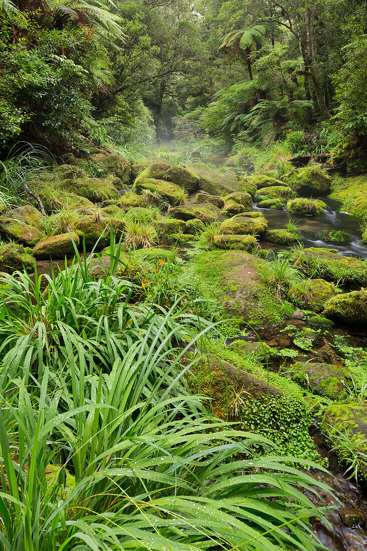Rainforest, Omanawa Gorge, Bay of Plenty, North Island, New Zealand