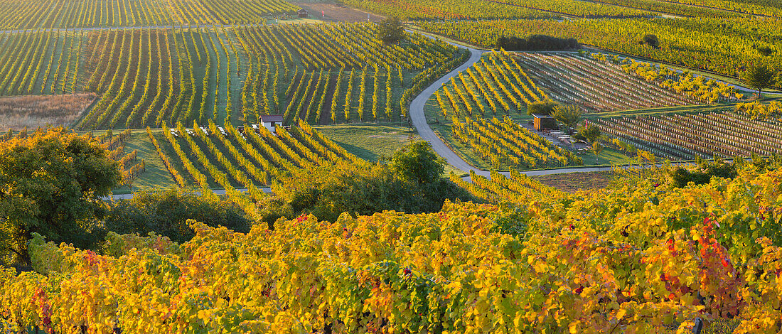 Autumn vines, Vineyards, Baden near Vienna, Lower Austria, Austria