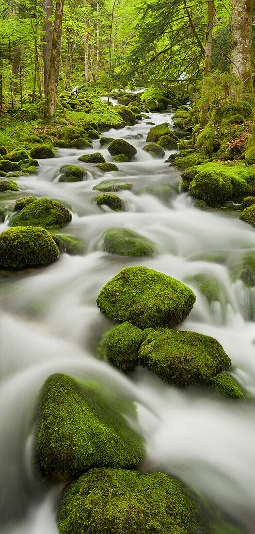 Moss covered stones, Orbe river, Vallorbe, Waadt, Switzerland
