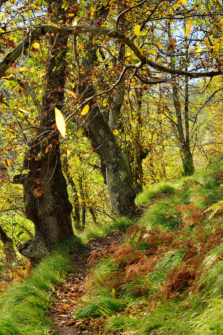 Weg führt durch Kastanienwald, Lucchio, Toskana, Italien