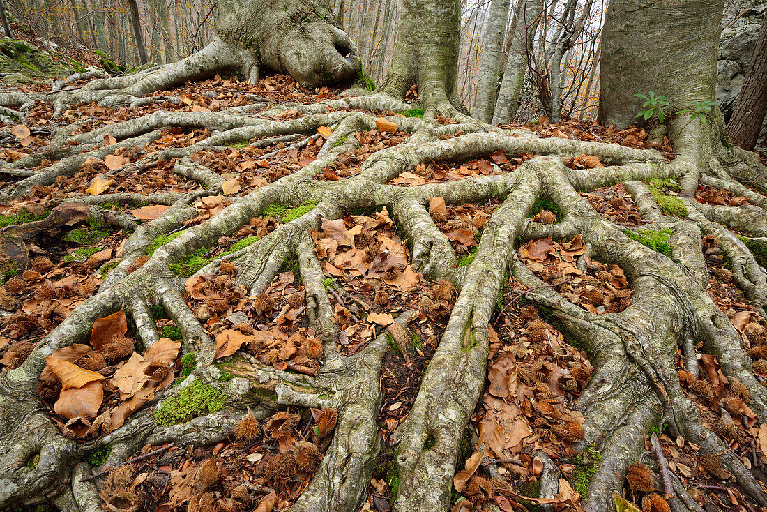 Wurzelgeflecht von Buchenbäumen, Toskana, Italien