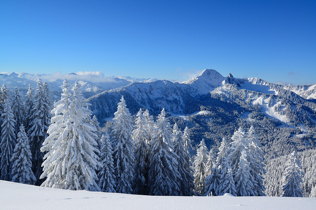Winter forest with Risserkogel and Blankenstein in background, Rosskopf, Bavarian Prealps, Upper Bavaria, Bavaria, Germany