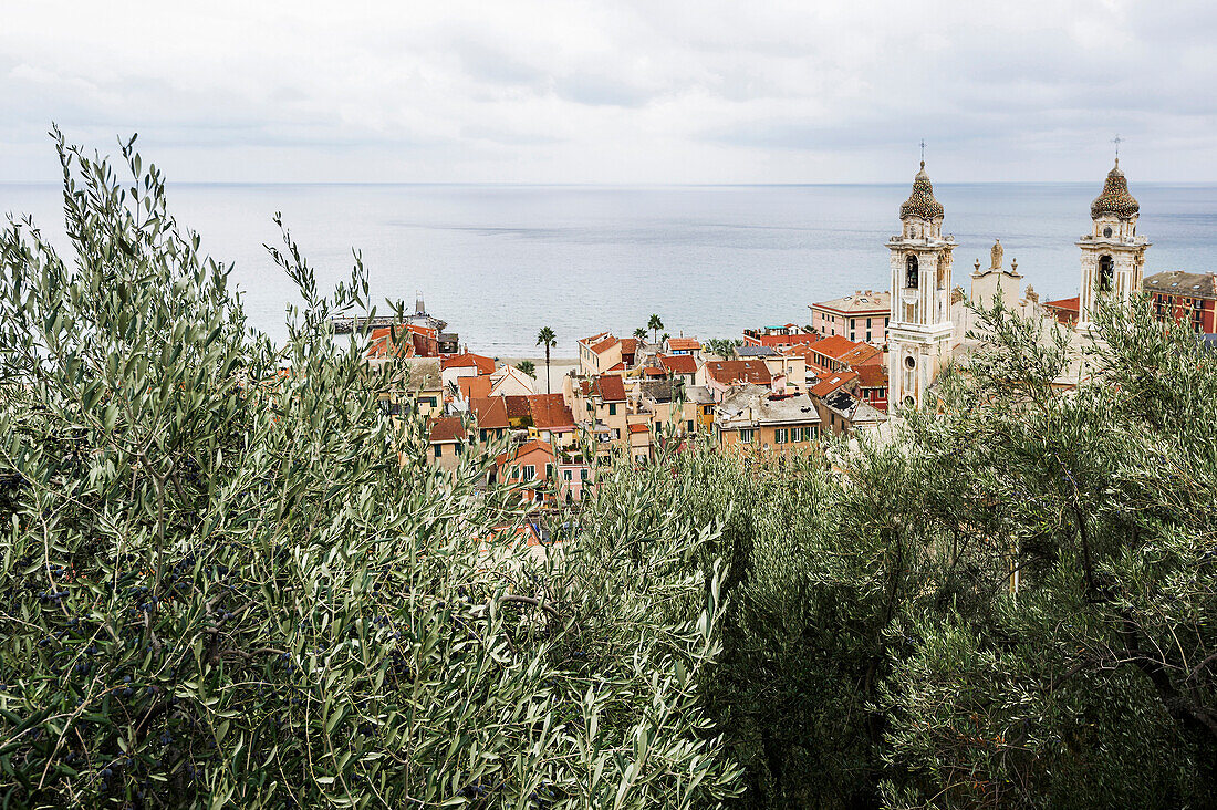 Olives with the town of Laigueglia in the background, Province of Savona, Riviera di Ponente, Liguria, Italy