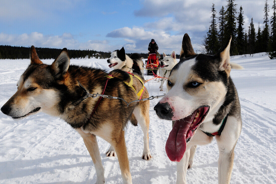 Hundeschlittenfahrt, Lappland, Schweden