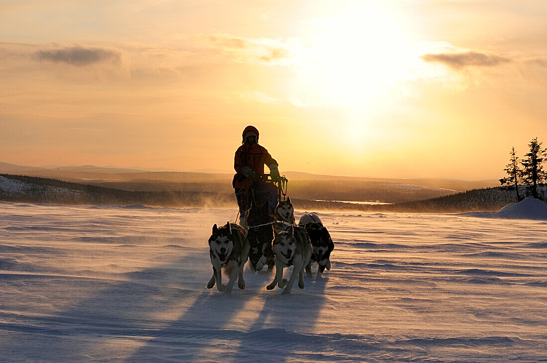 Hundeschlittenfahrt am Avvakko, Lappland, Schweden