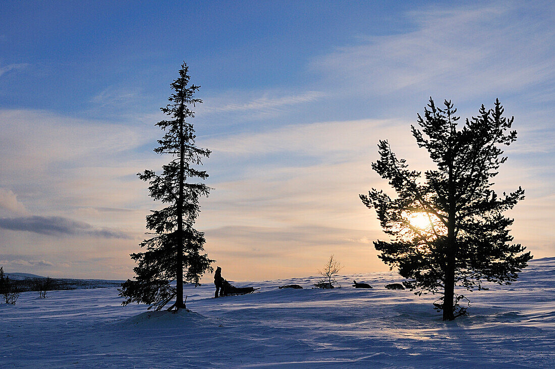 Hundeschlittenfahrt am Avvakko, Lappland, Schweden